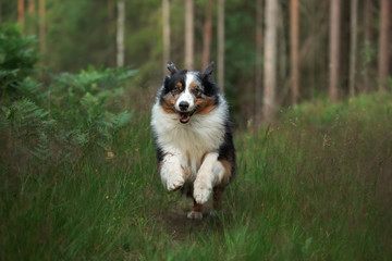 the dog runs to the camera. Fluffy Autralian Shepherd in nature. Pet on the grass.