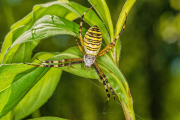 Black and yellow stripe Argiope bruennichi wasp spider on leaf . 