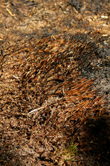 After forest fire