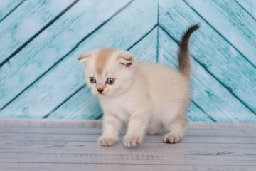 Scottish fold kitten in a light color plays on a plain background