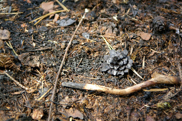 After forest fire