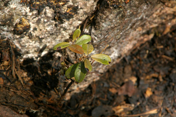 After forest fire