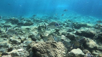 Naklejka na ściany i meble Beautiful Scenery in the Blue Sea, Underwater Ambience
