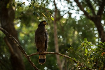 Portrait of crested Serpent Eagle perched in tree in Wilpattu National Park in Sri Lanka, close up...