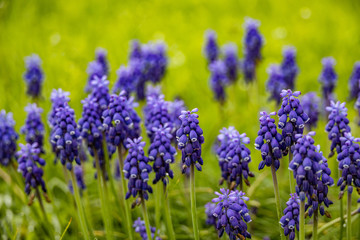 Grape Hyacinths in a field