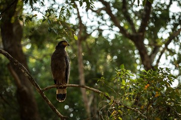 Portrait of crested Serpent Eagle perched in tree in Wilpattu National Park in Sri Lanka, close up photo, exotic birding in Asia, beautiful bird of prey with yellow eyes, tropical forest in background