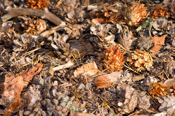 Pine cones