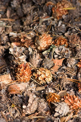 Pine cones
