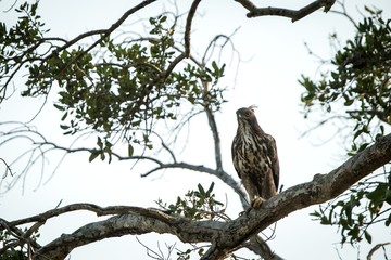 Changeable hawk-eagle or crested hawk-eagle (Nisaetus cirrhatus), bird of prey of the Indian rain forest, India and Sri Lanka, close up raptor portrait,bird perching on tree in Wilpattu National Park