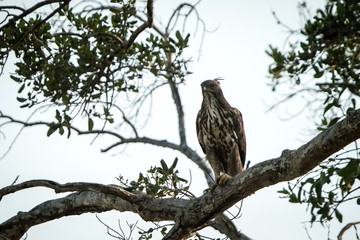 Changeable hawk-eagle or crested hawk-eagle (Nisaetus cirrhatus), bird of prey of the Indian rain...