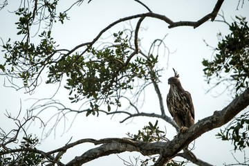 Obraz premium Changeable hawk-eagle or crested hawk-eagle (Nisaetus cirrhatus), bird of prey of the Indian rain forest, India and Sri Lanka, close up raptor portrait,bird perching on tree in Wilpattu National Park