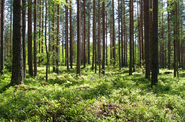 trees in the forest