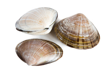 Shell of bivalve mollusk of Spisula sachalinensis