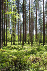 forest in spring