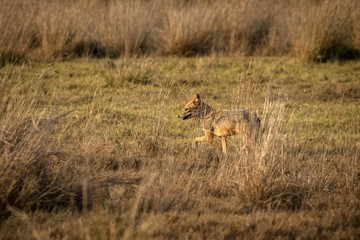Golden Jackal, Canis aureus in the grass, Sri Lanka, Asia. Beautiful wildlife scene from nature habitat, carnivorous mammal, hunting predator, exotic adventure, safari