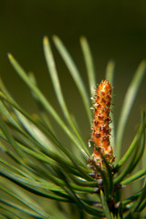 pine cone on a branch