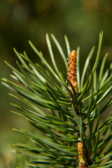 pine tree branch with cones