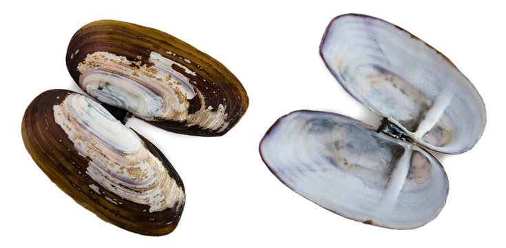 Shell of bivalve mollusk marine stalk Siliqua patula