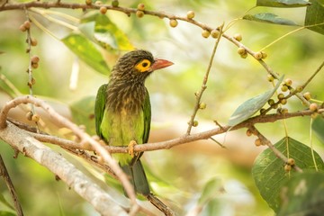 Close up green and brown Brown-headed Barbet Megalaima zeylanica feeding on fruits of palm tree. clean colorful background. Sri Lanka, exotic trip in Asia, birdwatching