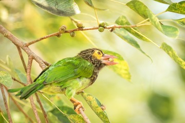 Close up green and brown Brown-headed Barbet Megalaima zeylanica feeding on fruits of palm tree with berry in its beak. clean colorful background. Sri Lanka, exotic trip in Asia, birdwatching
