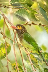 Close up green and brown Brown-headed Barbet Megalaima zeylanica feeding on fruits of palm tree. clean colorful background. Sri Lanka, exotic trip in Asia, birdwatching