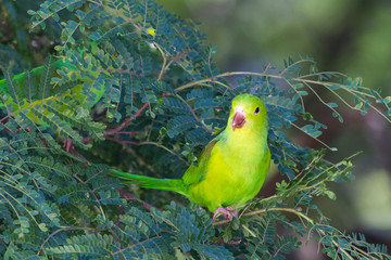 Periquito-rico