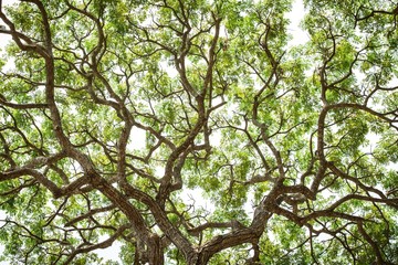 An upward view of tree canopy in the tropical forest, Sri Lanka, exotic adventure in Asia, green...
