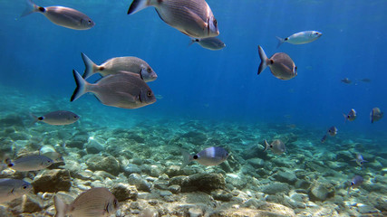Obraz na płótnie Canvas Beautiful Scenery in the Blue Sea, Underwater Ambience
