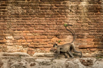 Gray langurs, sacred langurs, Indian langurs or Hanuman langurs in sacred city Anuradhapura, monkey running on wall of ancient temple, Sri Lanka, exotic trip in Asia, monkey with long tail