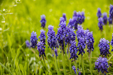 Grape Hyacinths in a field
