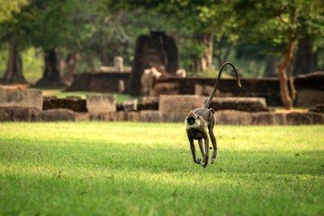 Gray langurs, sacred langurs, Indian langurs or Hanuman langurs in sacred city Anuradhapura, female monkey running on grass with her baby, Sri Lanka, exotic adventure in Asia, ancient temple