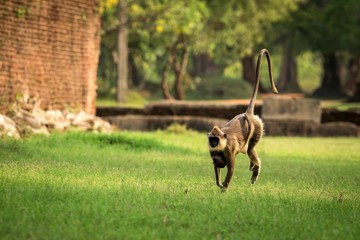 Gray langurs, sacred langurs, Indian langurs or Hanuman langurs in sacred city Anuradhapura, female monkey running on grass with her baby, Sri Lanka, exotic adventure in Asia, ancient temple