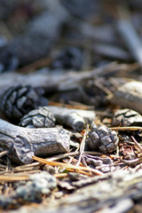 pine cones