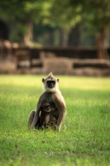 Gray langurs, sacred langurs, Indian langurs or Hanuman langurs in sacred city Anuradhapura, monkey sitting on grass with its baby, Sri Lanka, exotic adventure in Asia, ancient temple