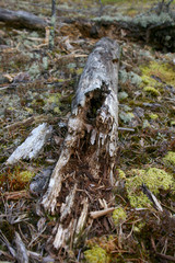 trunk of a tree