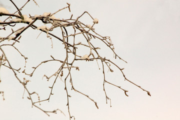 branch