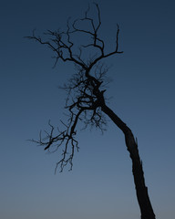 Crippled tree