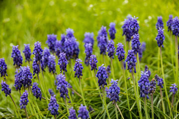 Grape Hyacinths in a field