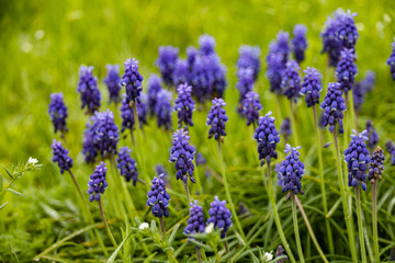 Fototapeta premium Grape Hyacinths in a field