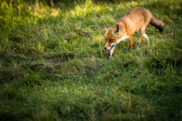 Red fox in its natural habitat - wildlife shot