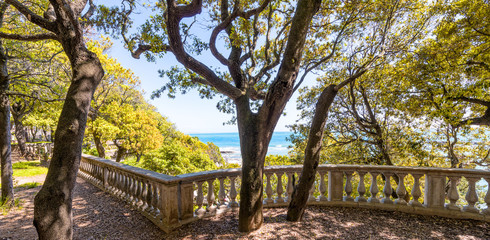 Beautiful park with Pine Trees