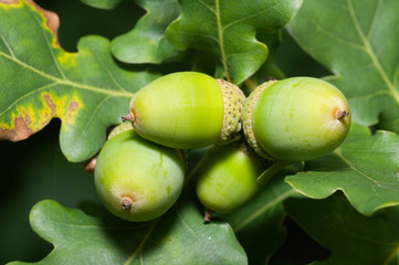 oak tree
