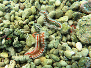 Bearded fireworm, Hermodice carunculata, is a type of marine bristleworm