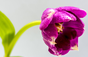 A deep purple and white tulip flower bent over with water droplets on the outer petals. The green...