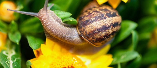 Snail moving on a yellow flower