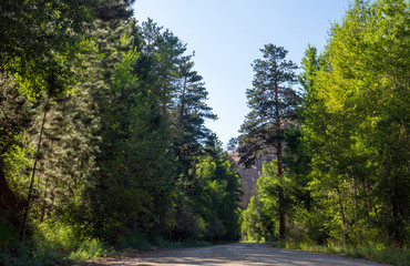 Dirt road with pine trees and aspen in late summer clear blue day in Wyoming Rocky Mountains 