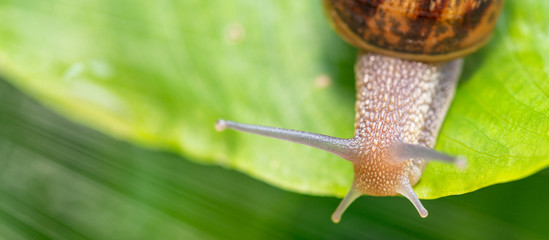 Close-up of a Snail on a green Leaf