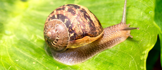 Snail moving slowly on a green leaf