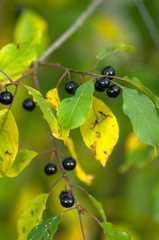 prunus padus