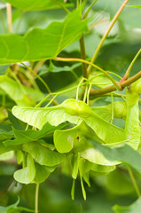Acer platanoides